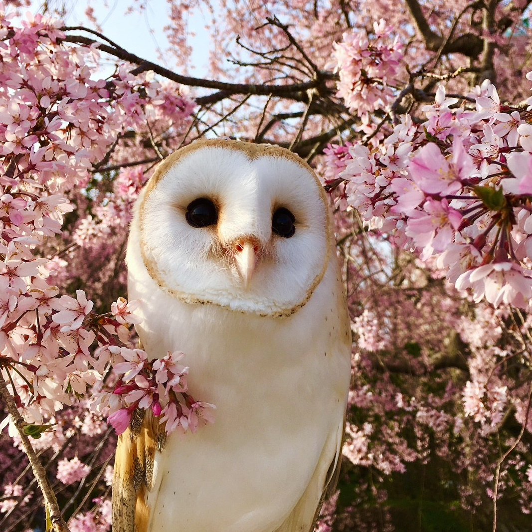 Сипуха Весна