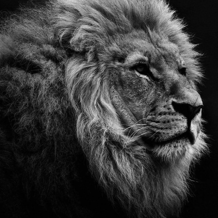 Торт в виде Льва