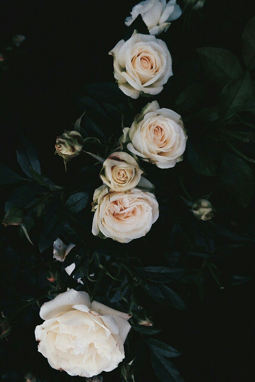 Розочка тату эскиз