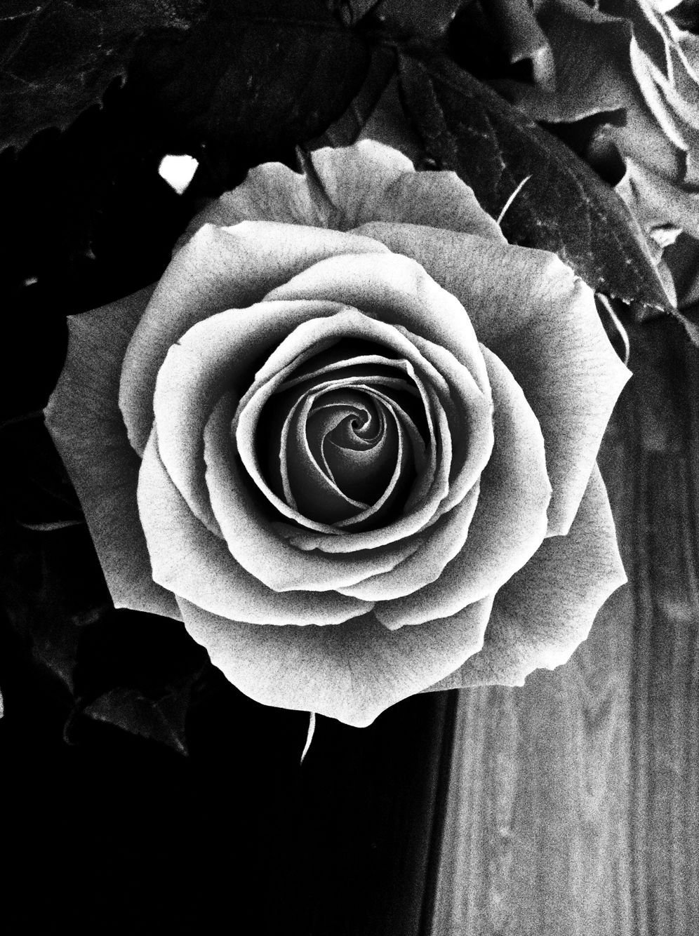 Черные и белые розы