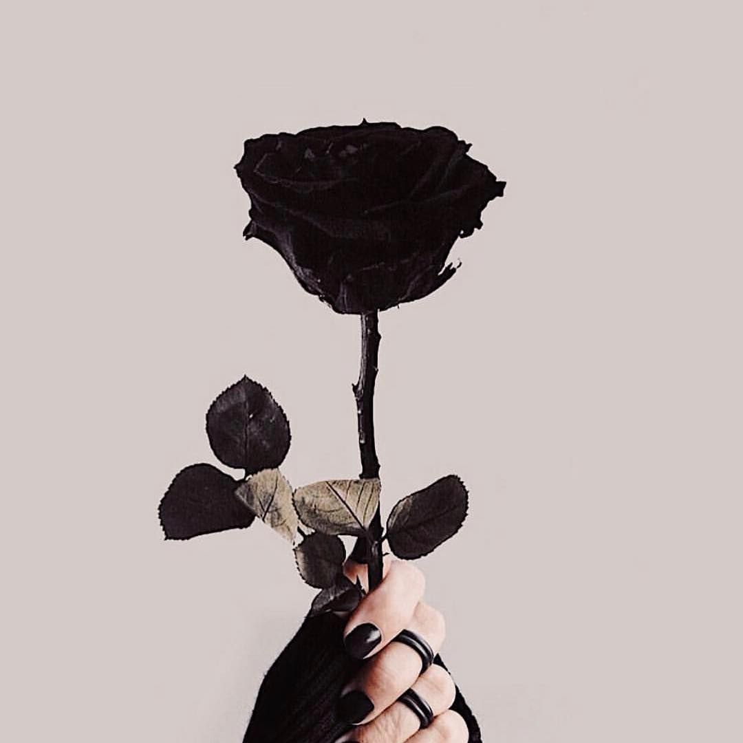 Роза тату эскиз черно белый