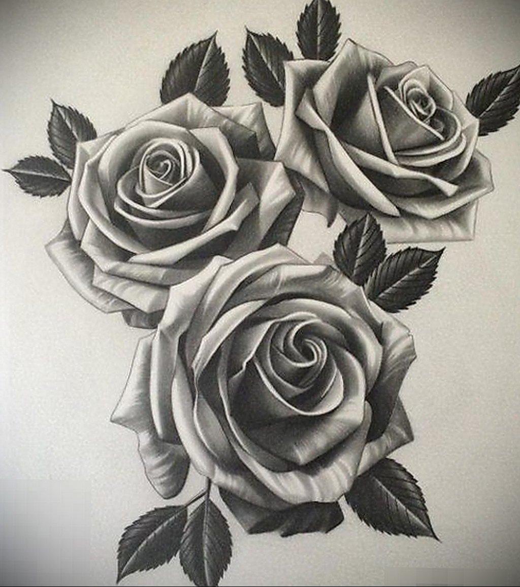 Роза рисунок