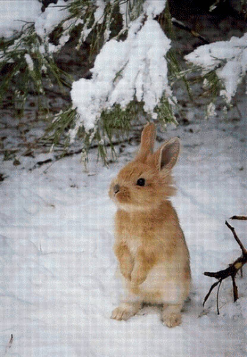 Заяц Беляк в тундре