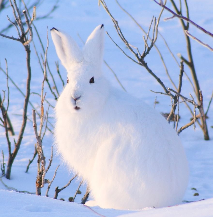 Заяц Беляк