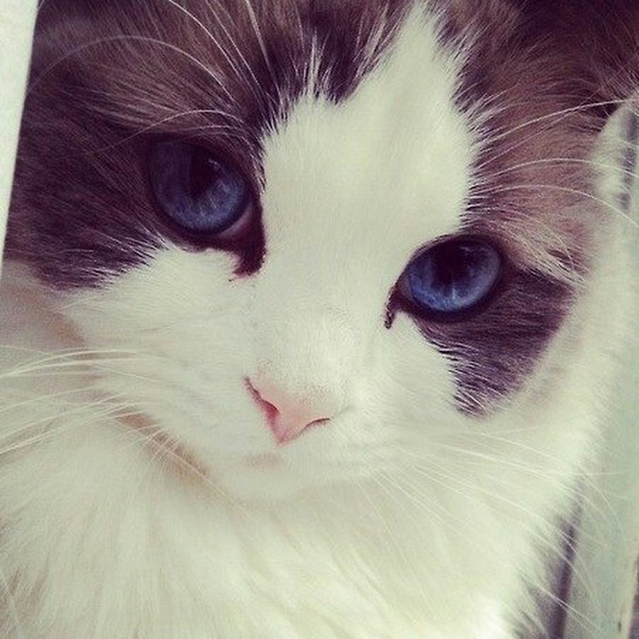 Милые авы с котом