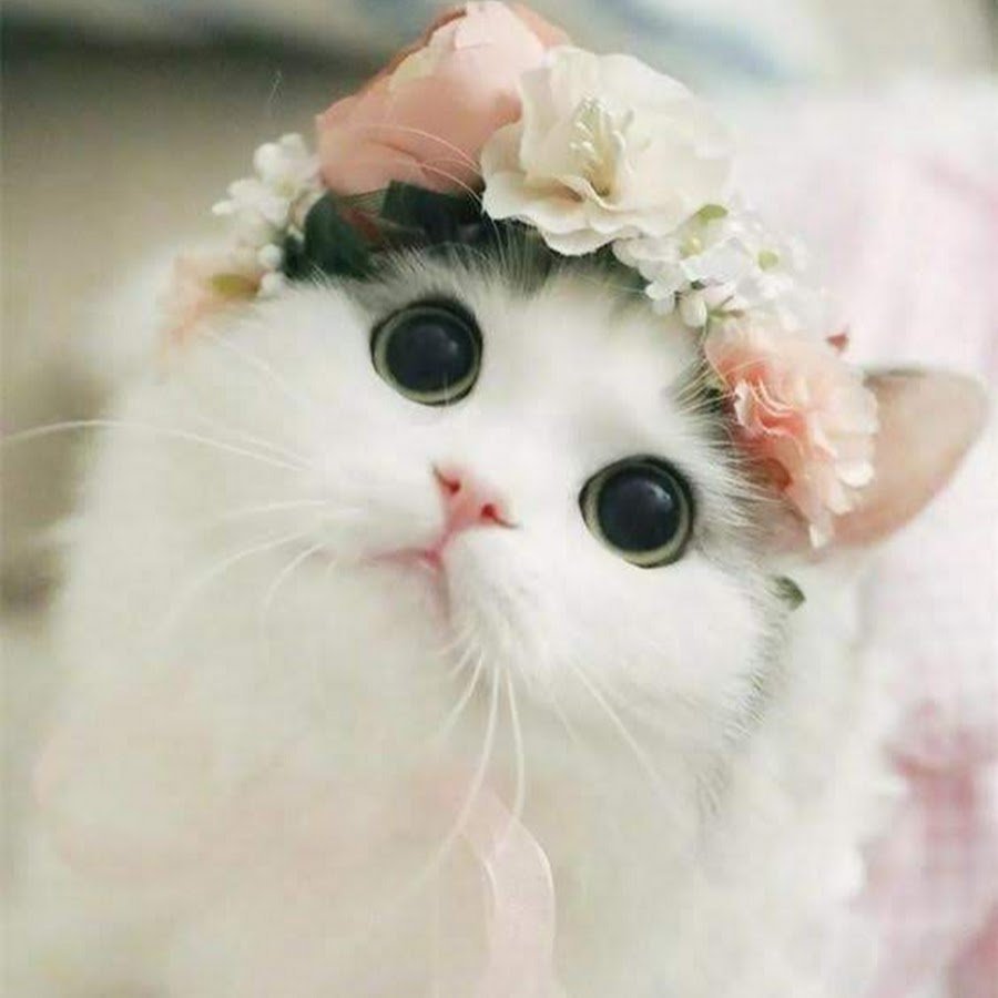 Милые кошечки