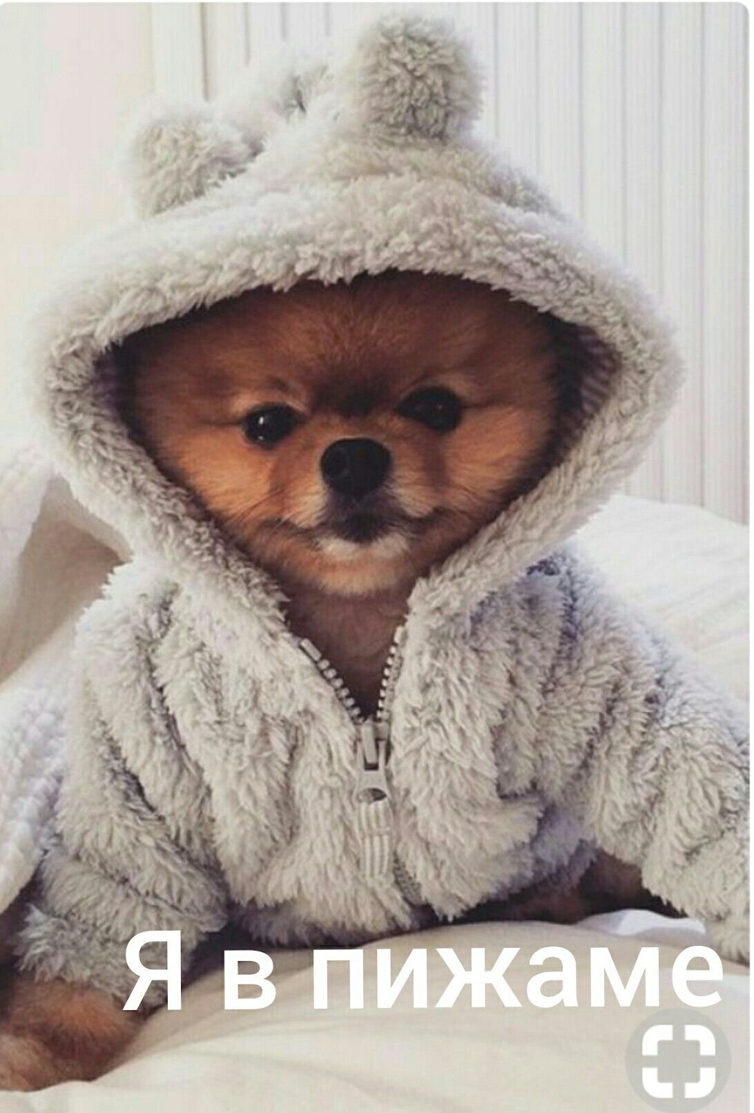 Шпиц померанский в одежке