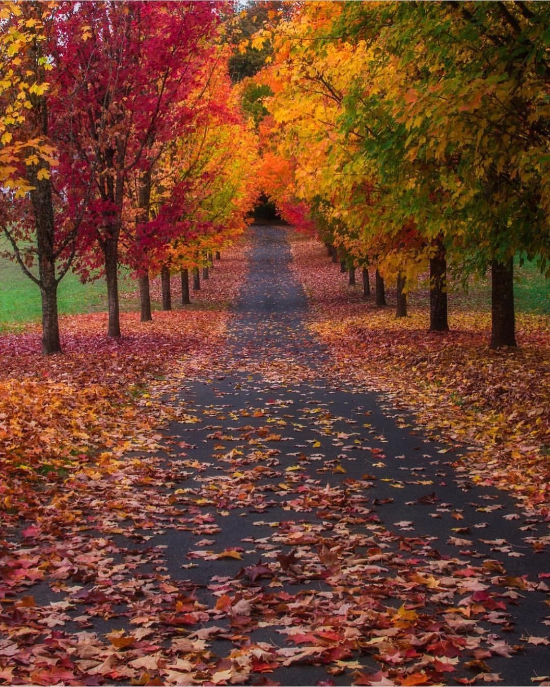 Фон осень аллея