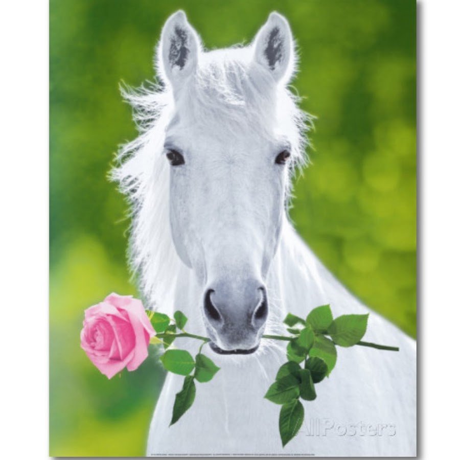 Конь с розой в зубах