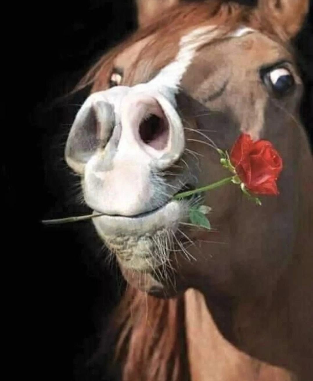 Лошадь с цветами во рту