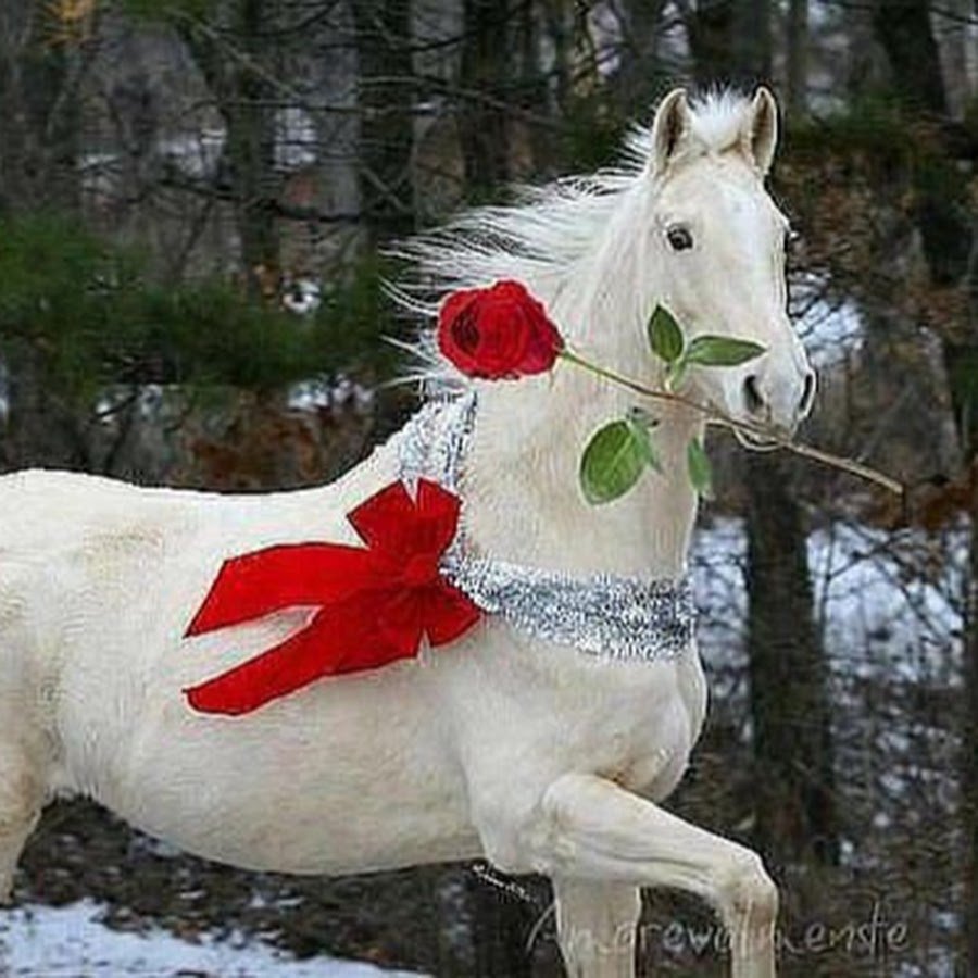 Лошадь с цветами в зубах