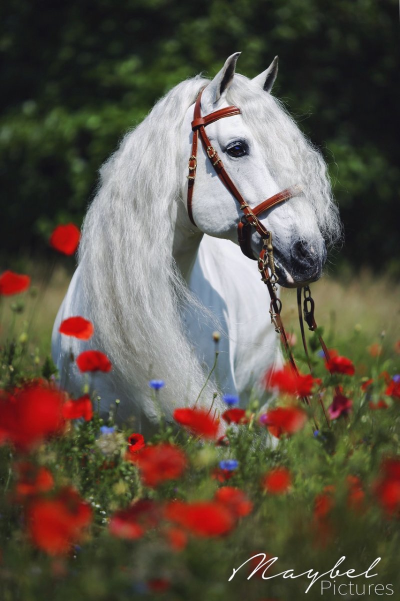 Лошадка с цветами