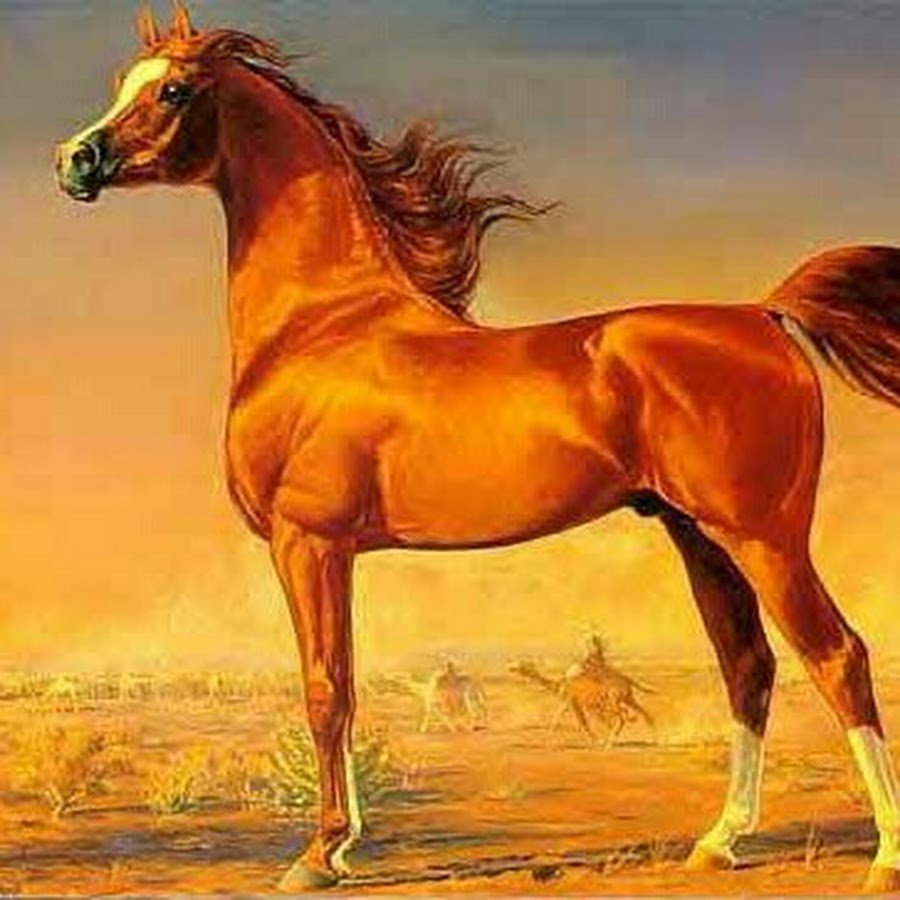 Художник Петер Смит арабские лошади