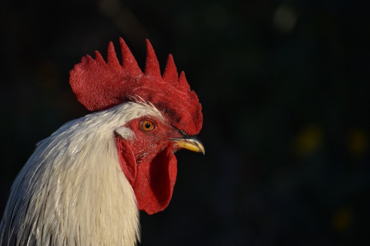 Камерун куры