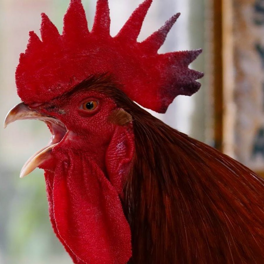 Прикольный петух