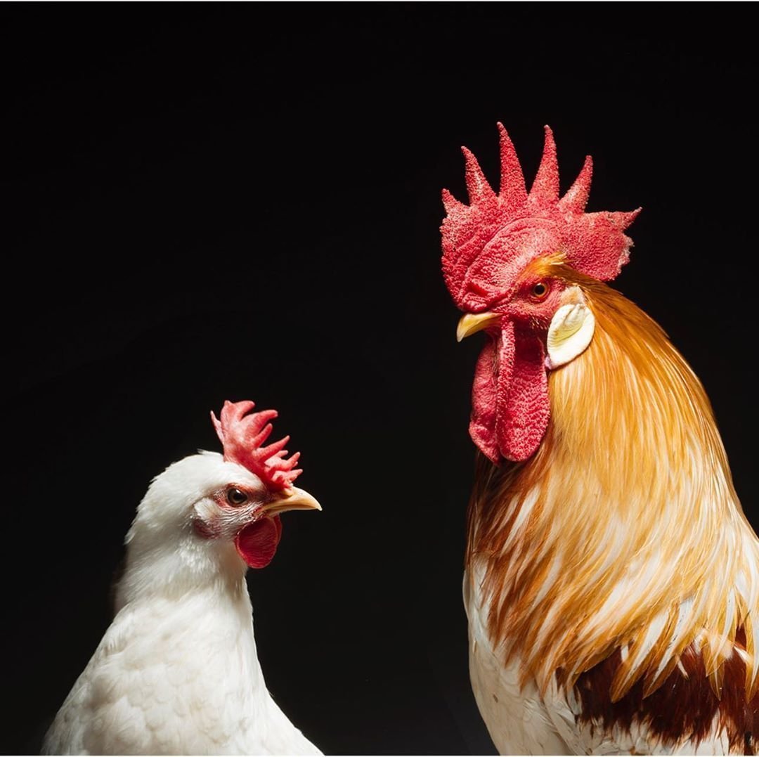 Петух и Курочка