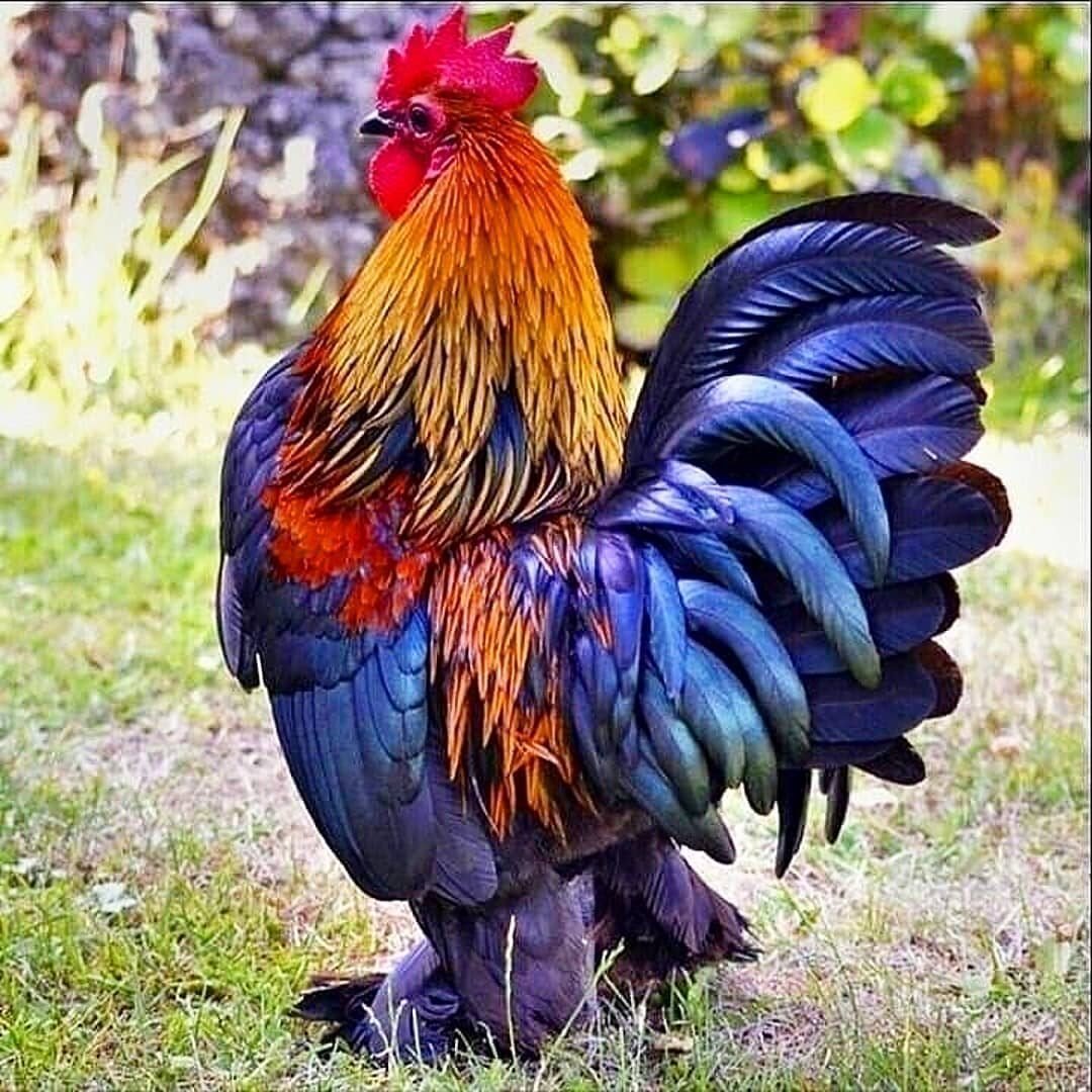 Взъерошенный петух