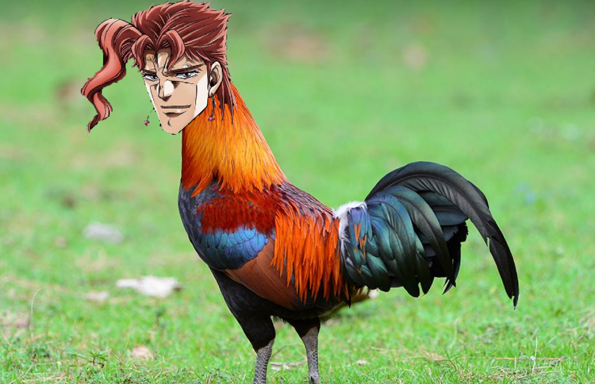 Ки Вест петухи