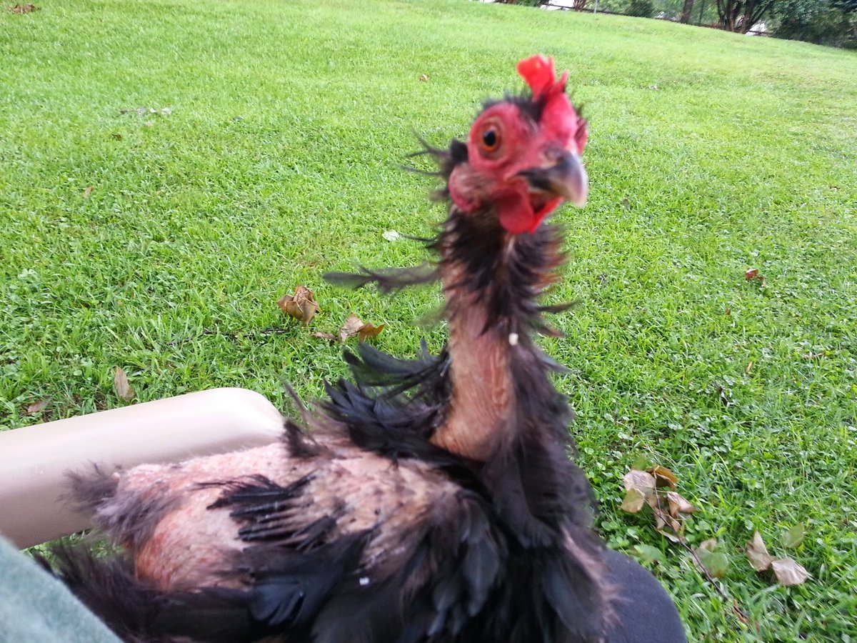 Черные куры Аям Цемани