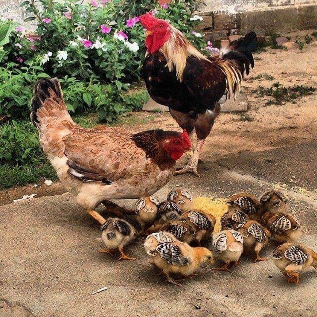 Бородатый петух