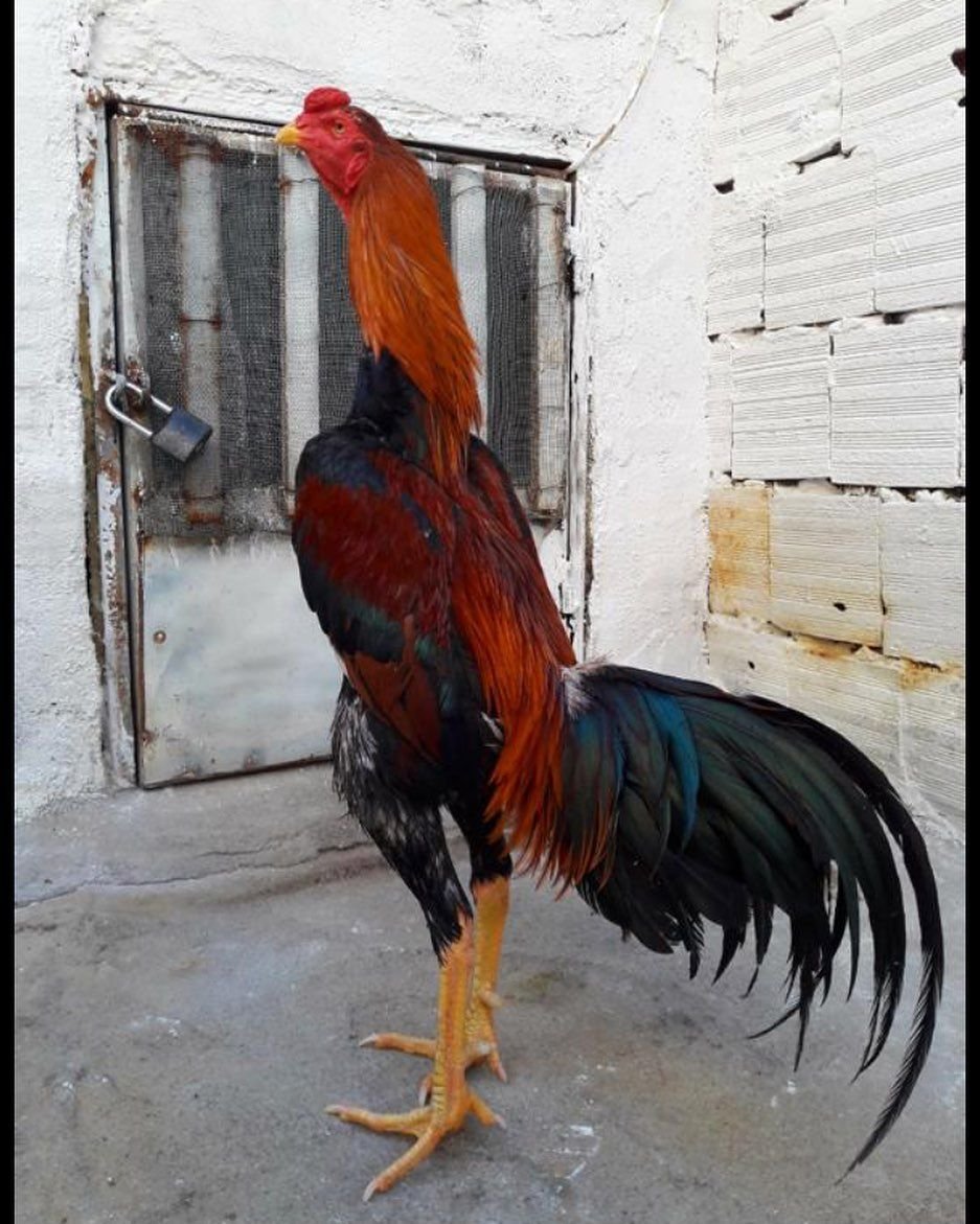 Сельское хозяйство кур