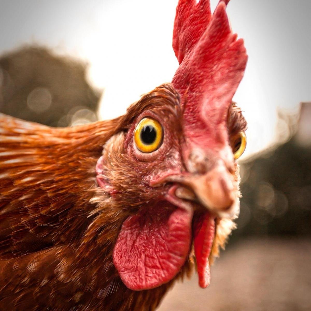 Смешной петух