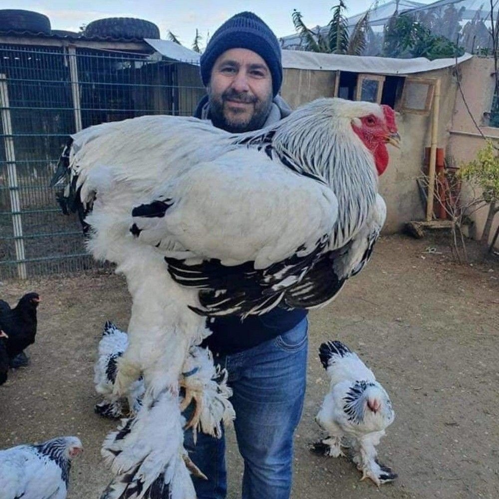 Модный петух