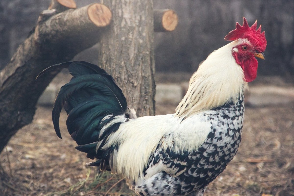 Петух спокойный