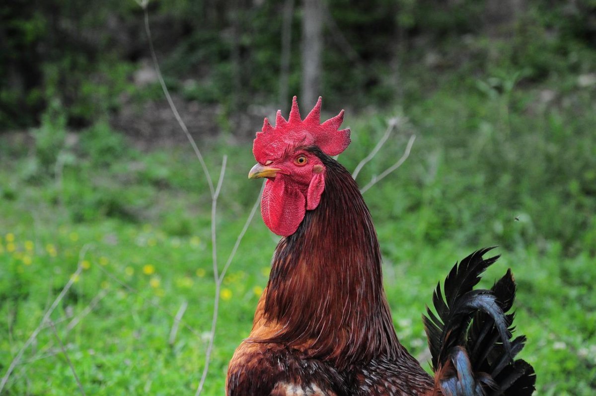 Петух с Гибралтара