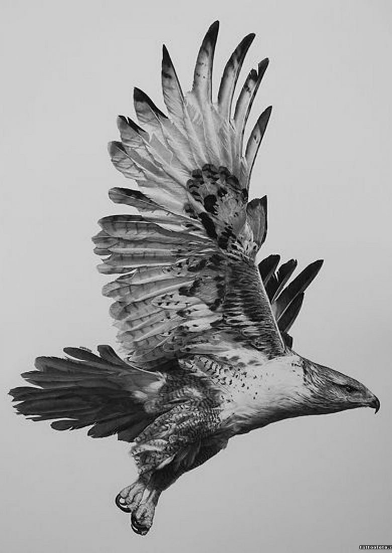 Орёл рисунок для раскрашивания сложные