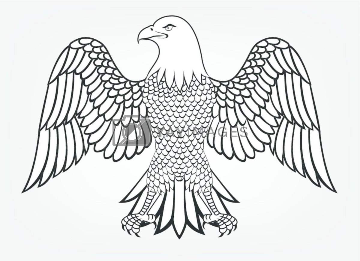 Белоголовый Орлан эскиз