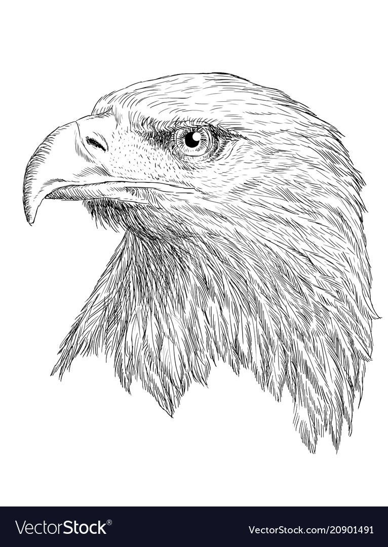 Орел карандашом