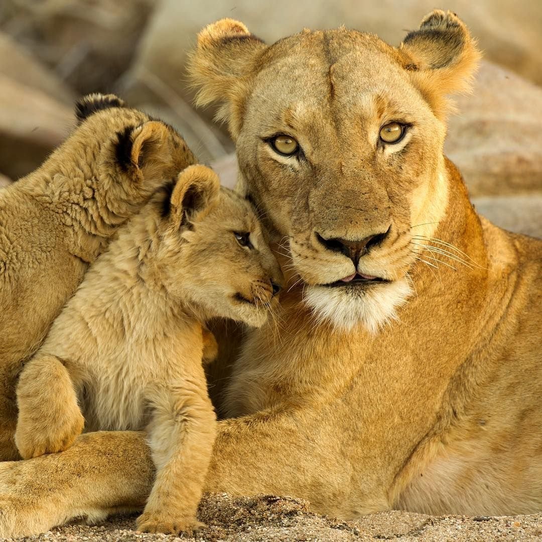 Картинка львица с двумя львятами