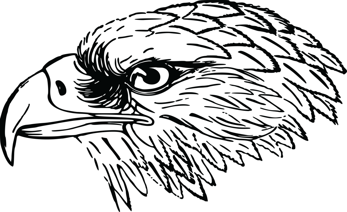 Нарисовать орла карандашом для профи