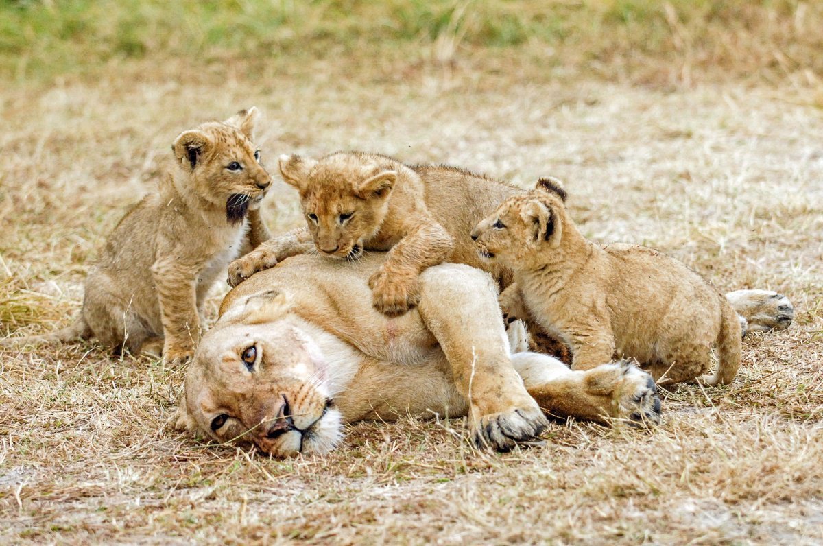 Львица и Львенок