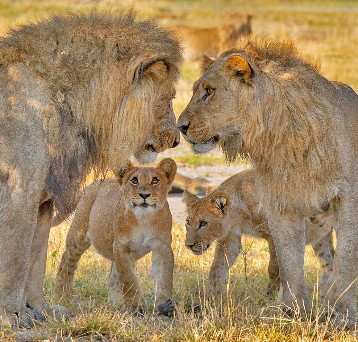 Прайд Львов
