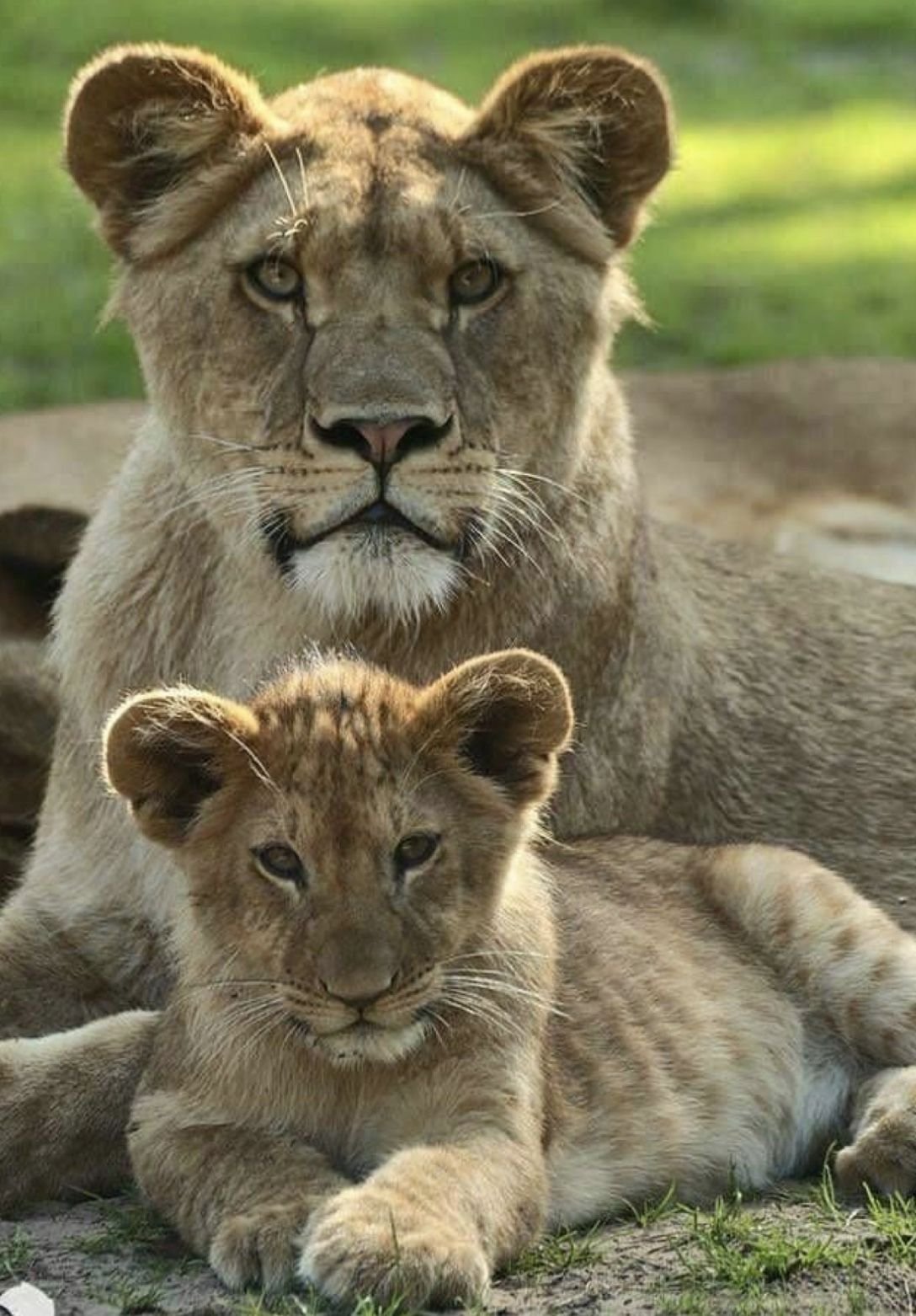 Лев львица и два львенка