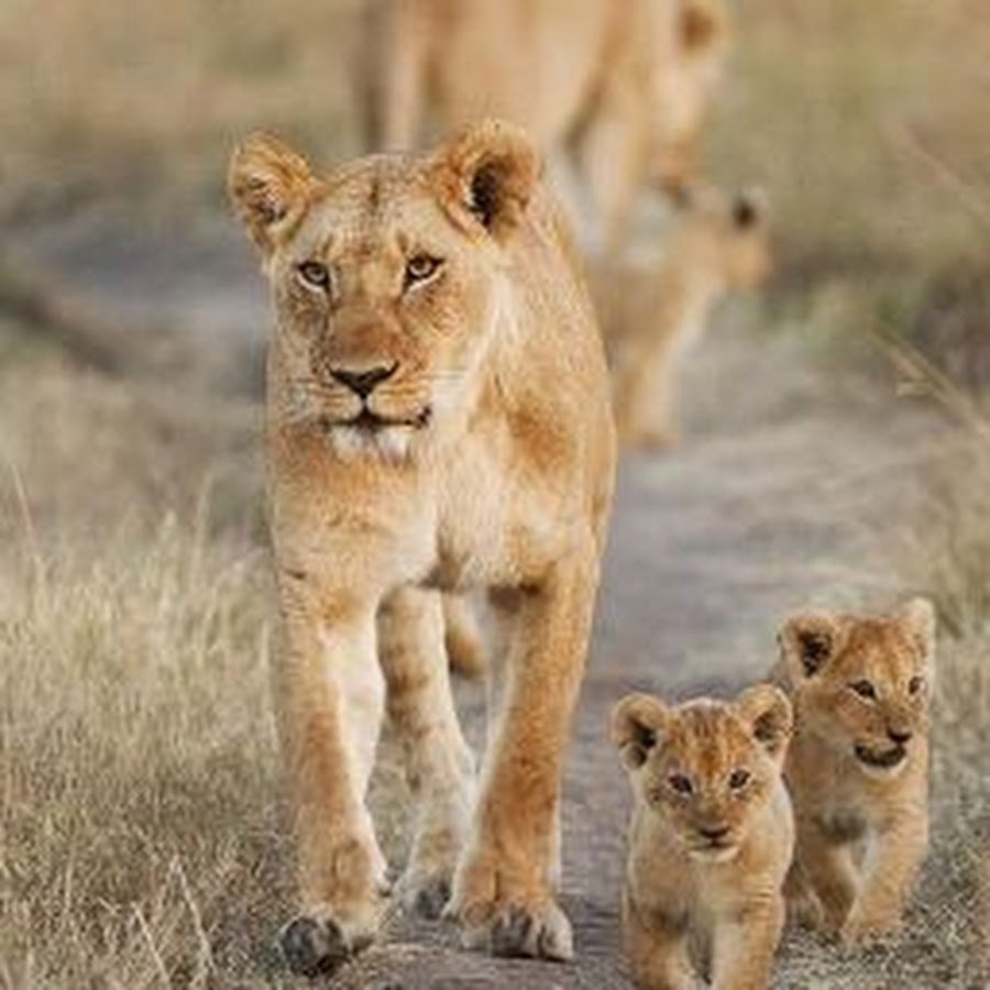 Лев львица и Львенок
