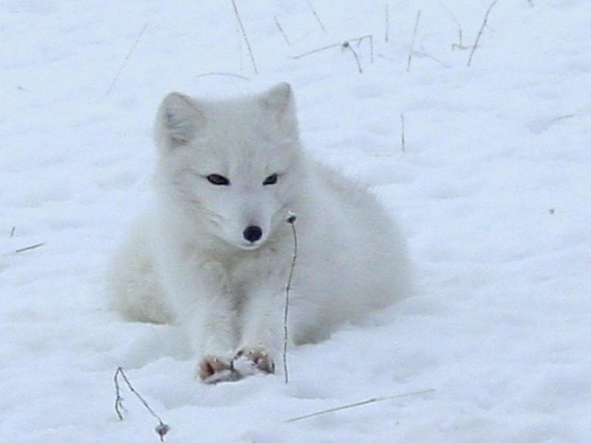 Песец с гетерохромией