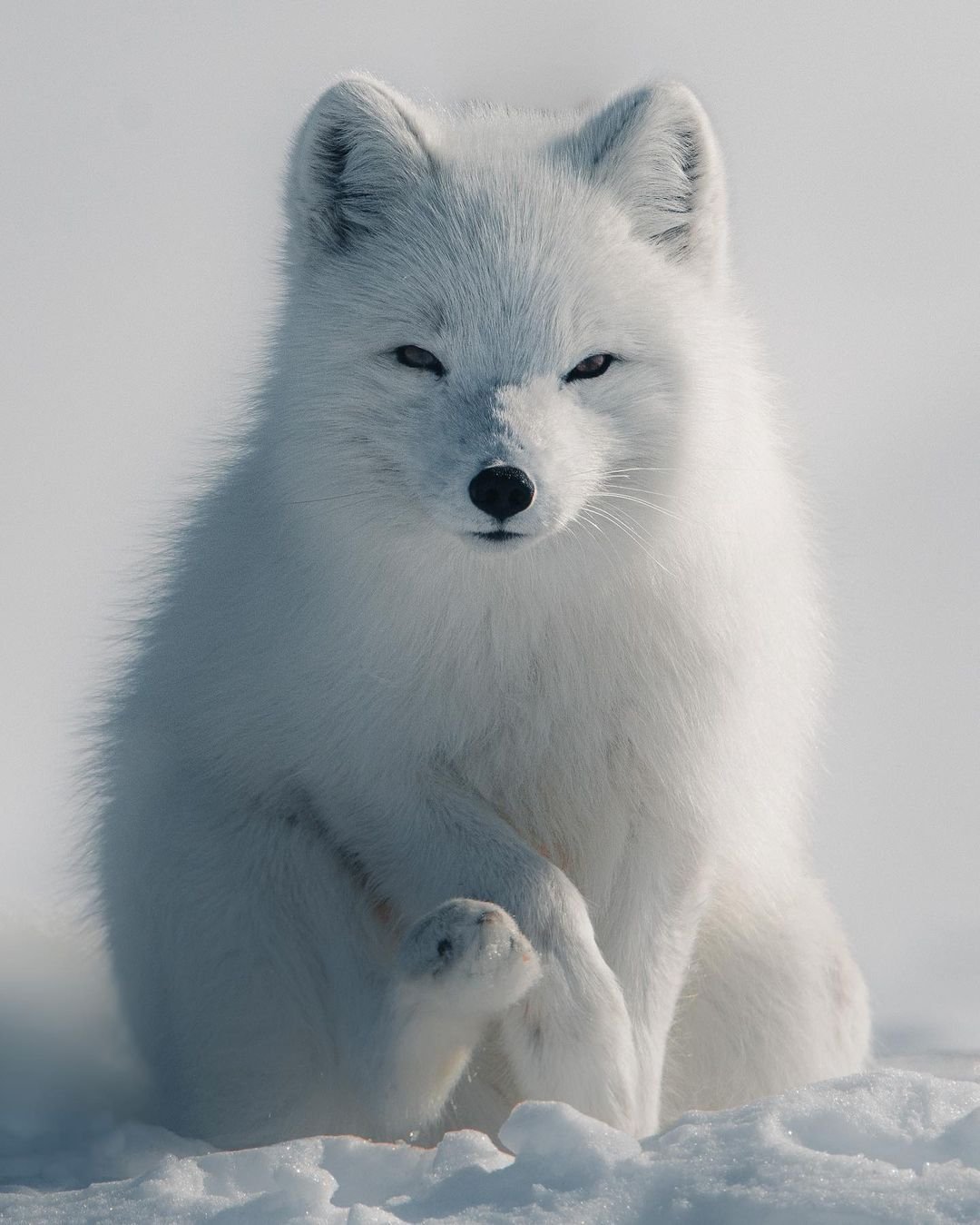 Песец Камчатский