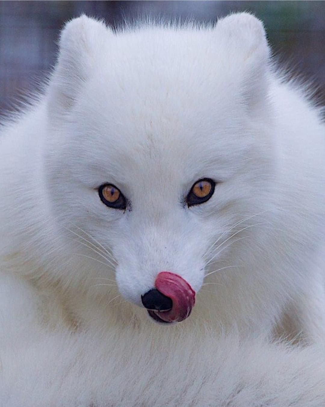 Полярная лисица песец