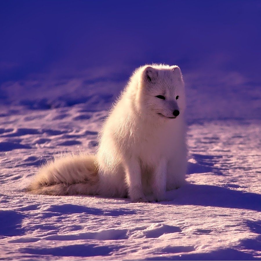 Песец Симона