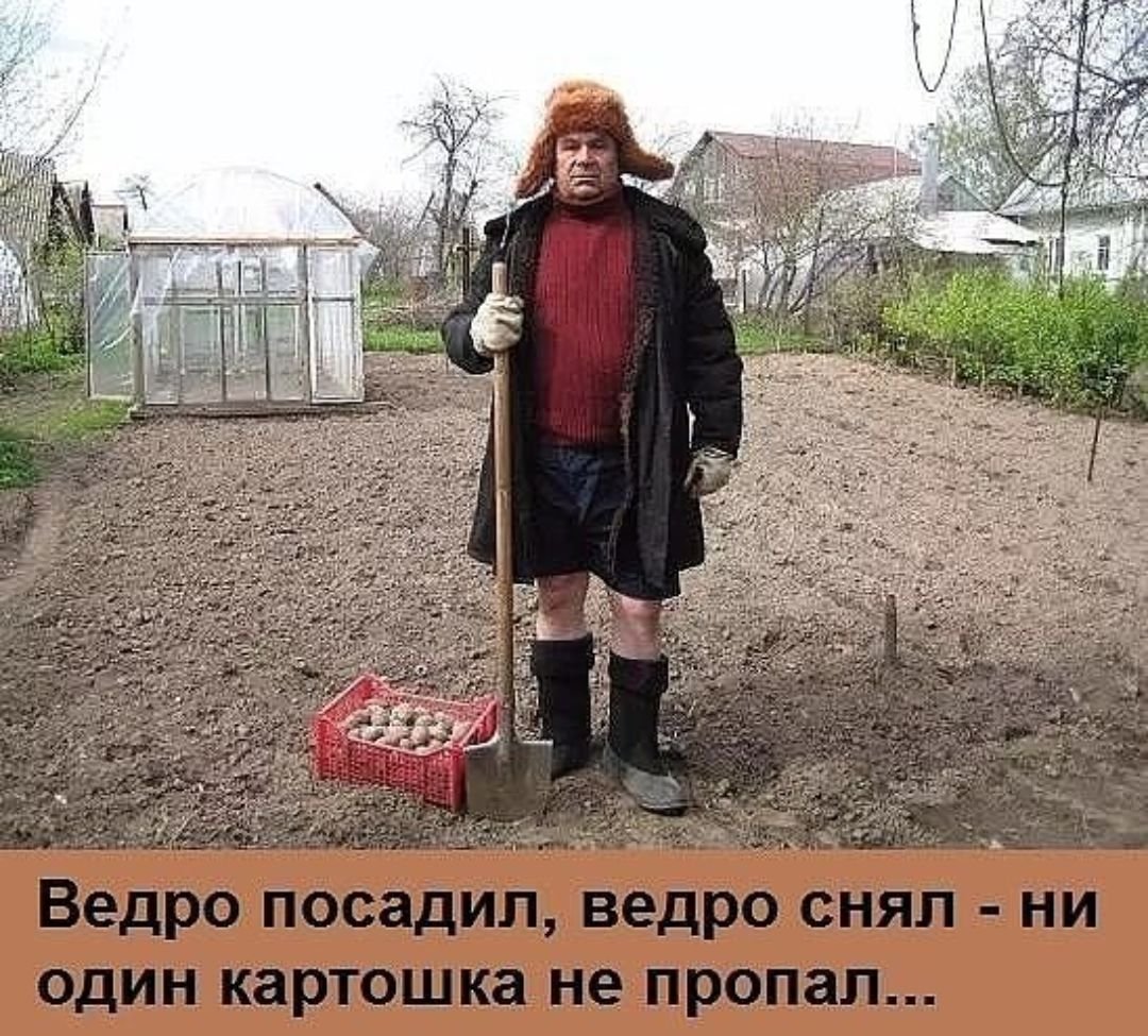 Картошка карикатура