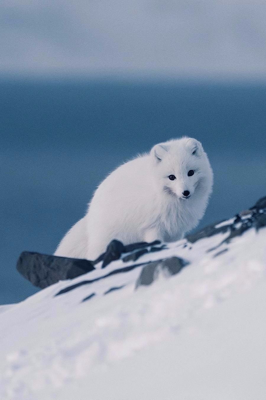 Грустный песец