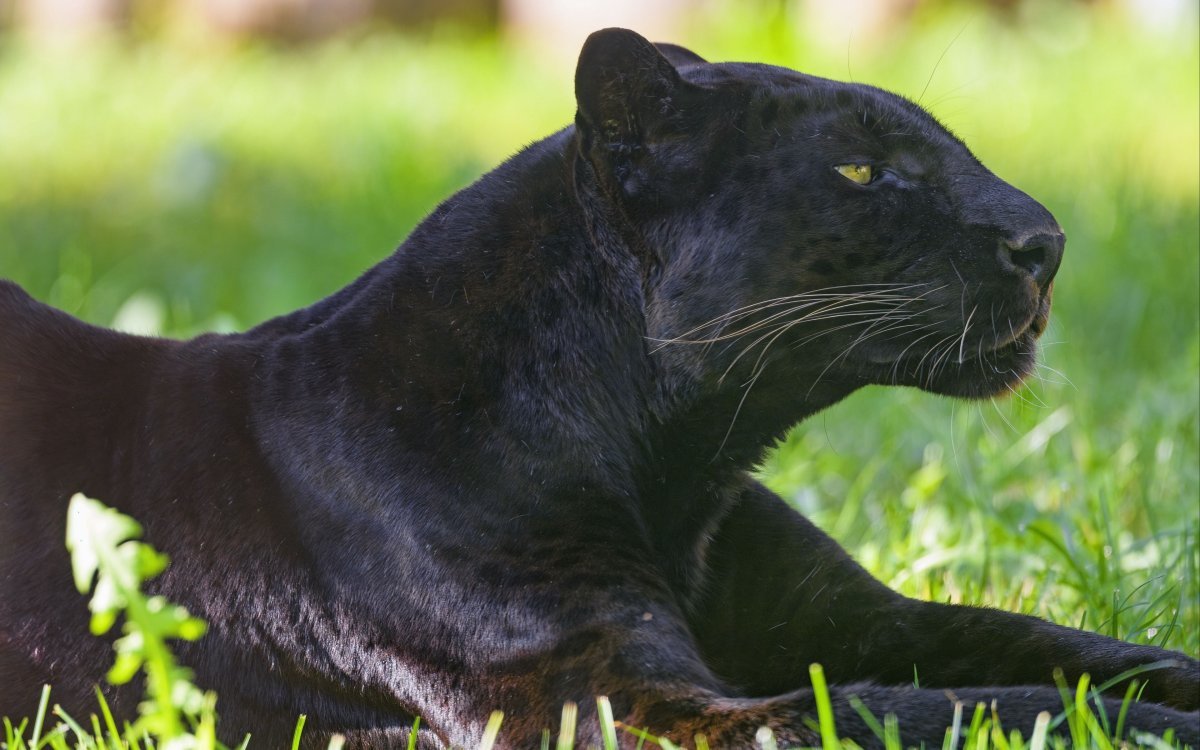 Черная пантера с зелеными глазами