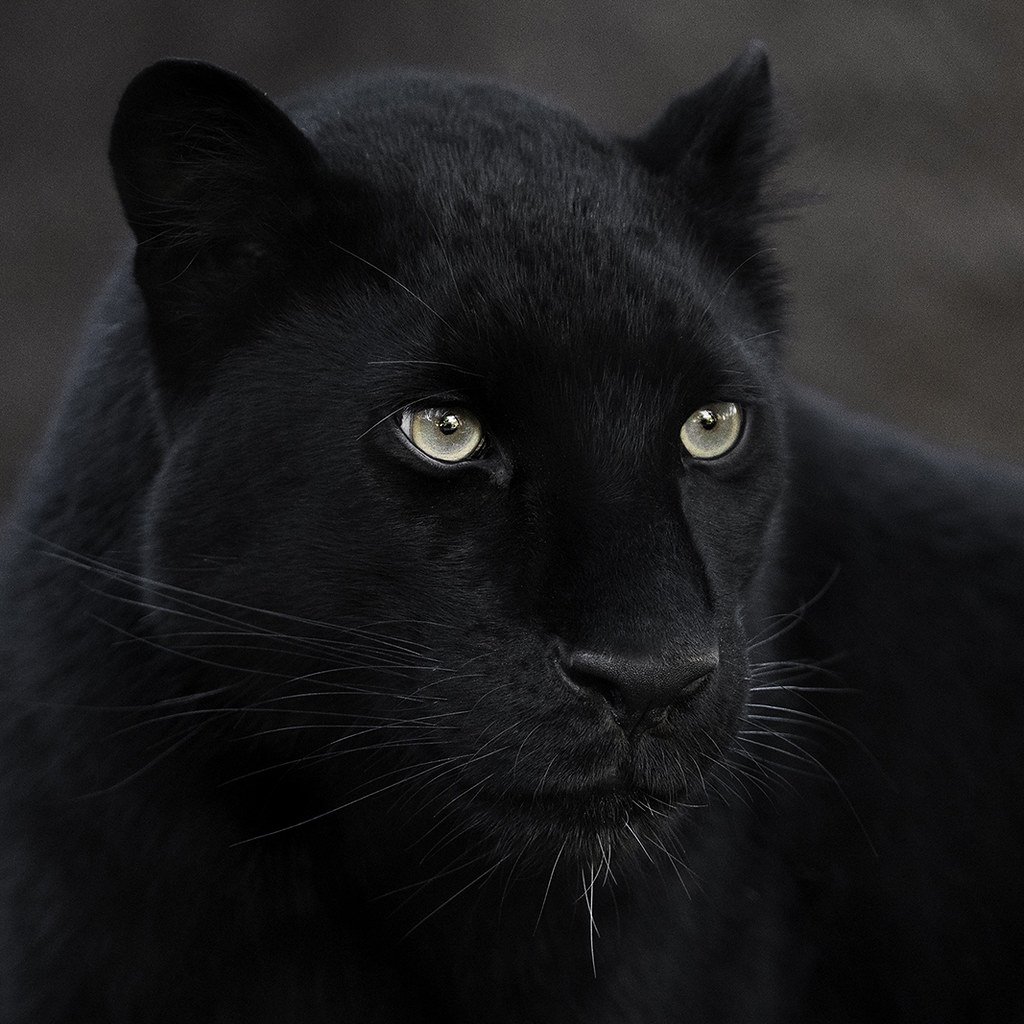 Половину лица пантеры оскал