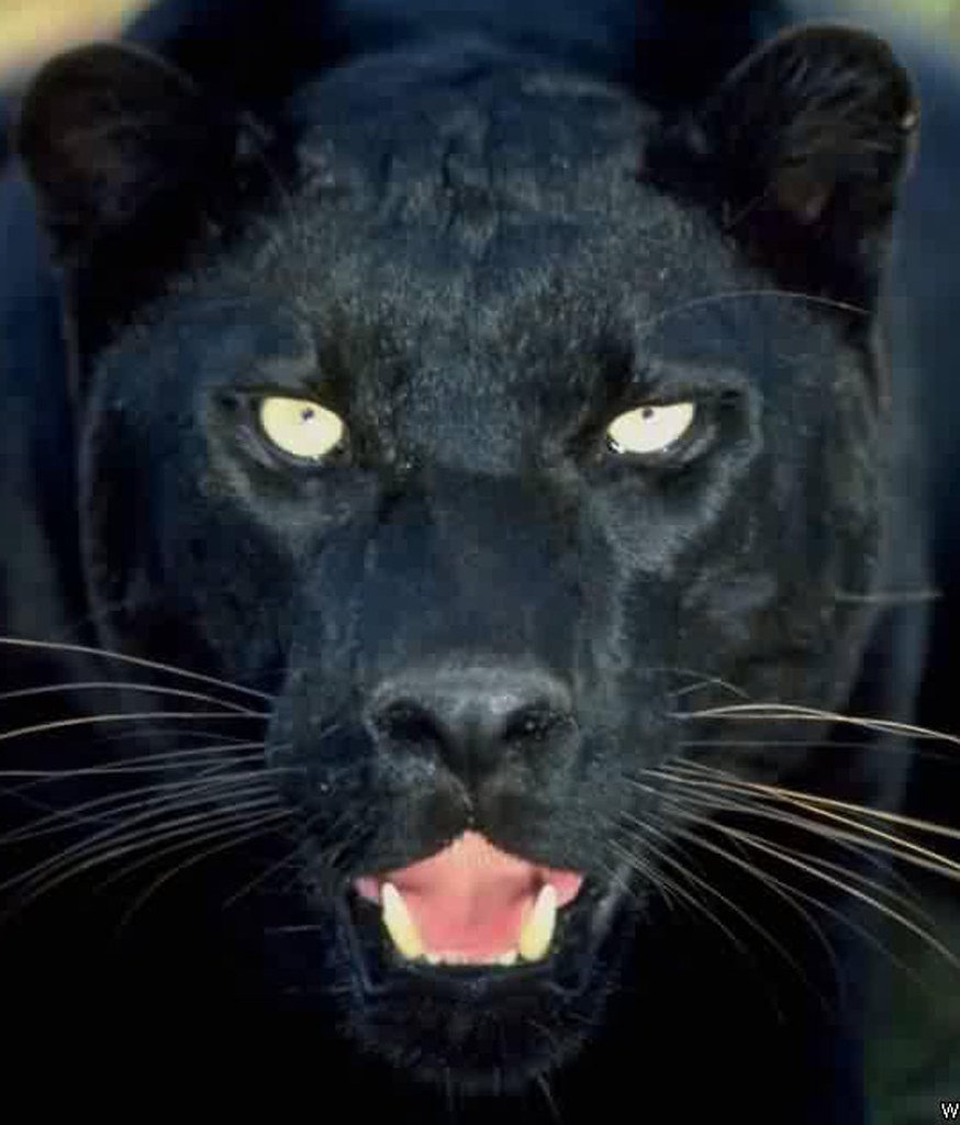 Черная пантера картинки