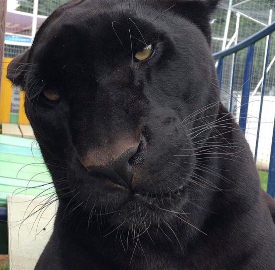 Чёрная пантера Марвел без маски