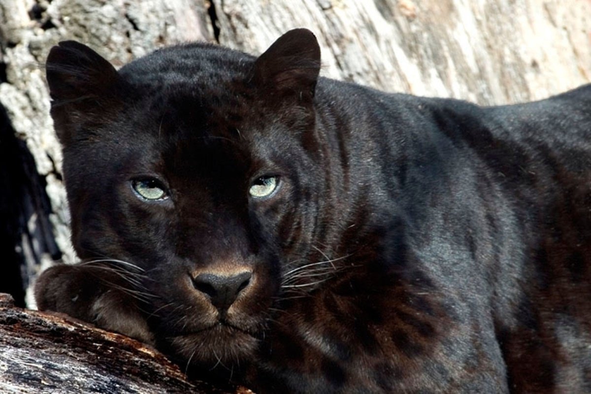 Черный Кугуар