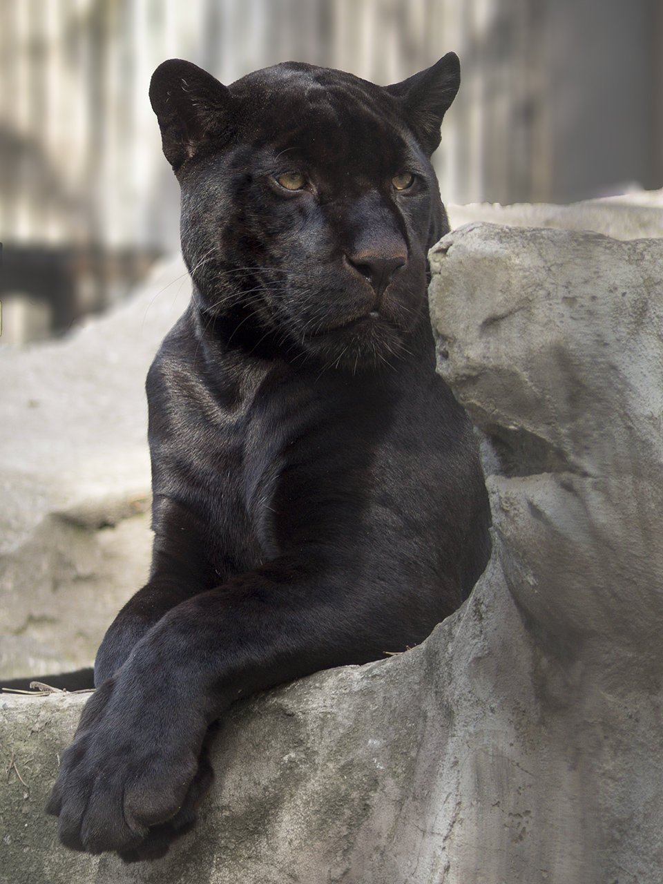 Цитаты про кошачьи глаза